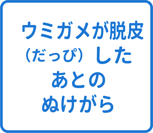 選択肢