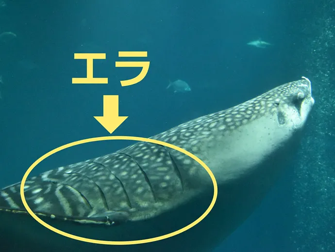 クエスト画像4