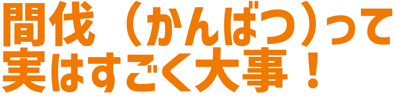 間伐（かんばつ）って実はすごくだいじ！
