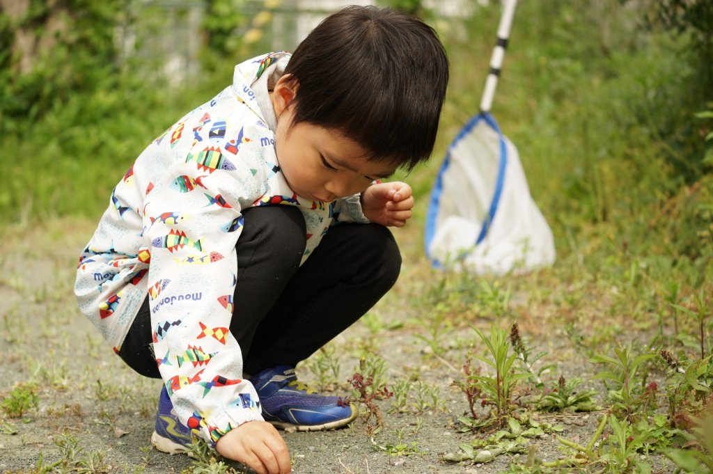 第2回 虫好きの学生が 昆虫博士 になるには 研究に役立つ意外な力とは Manavi 第2回 虫好きの学生が 昆虫博士 になるには 研究に役立つ意外な力とは Manavi